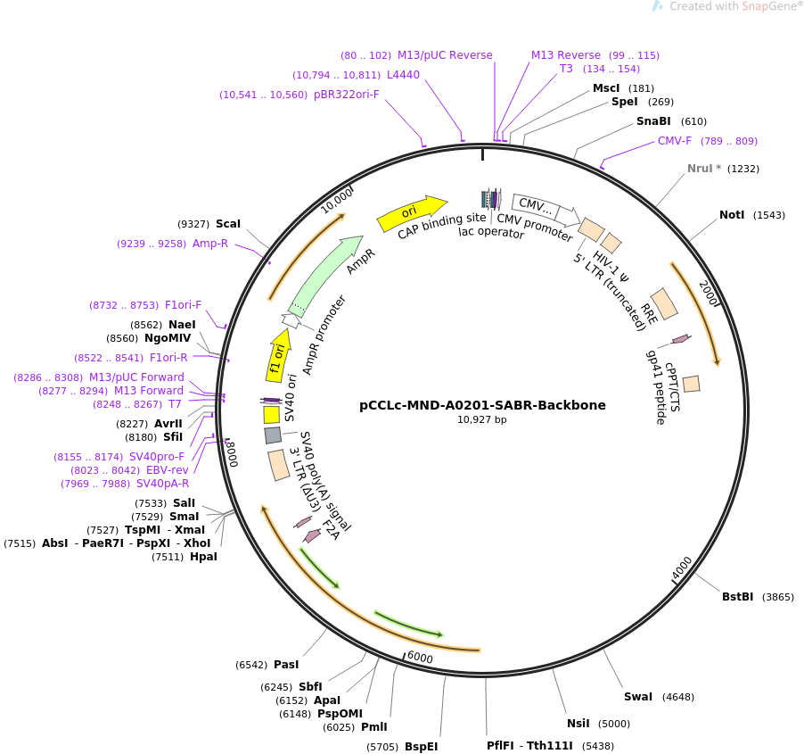 pCCLc-MND-A0201-SABR-Backbone质粒图谱