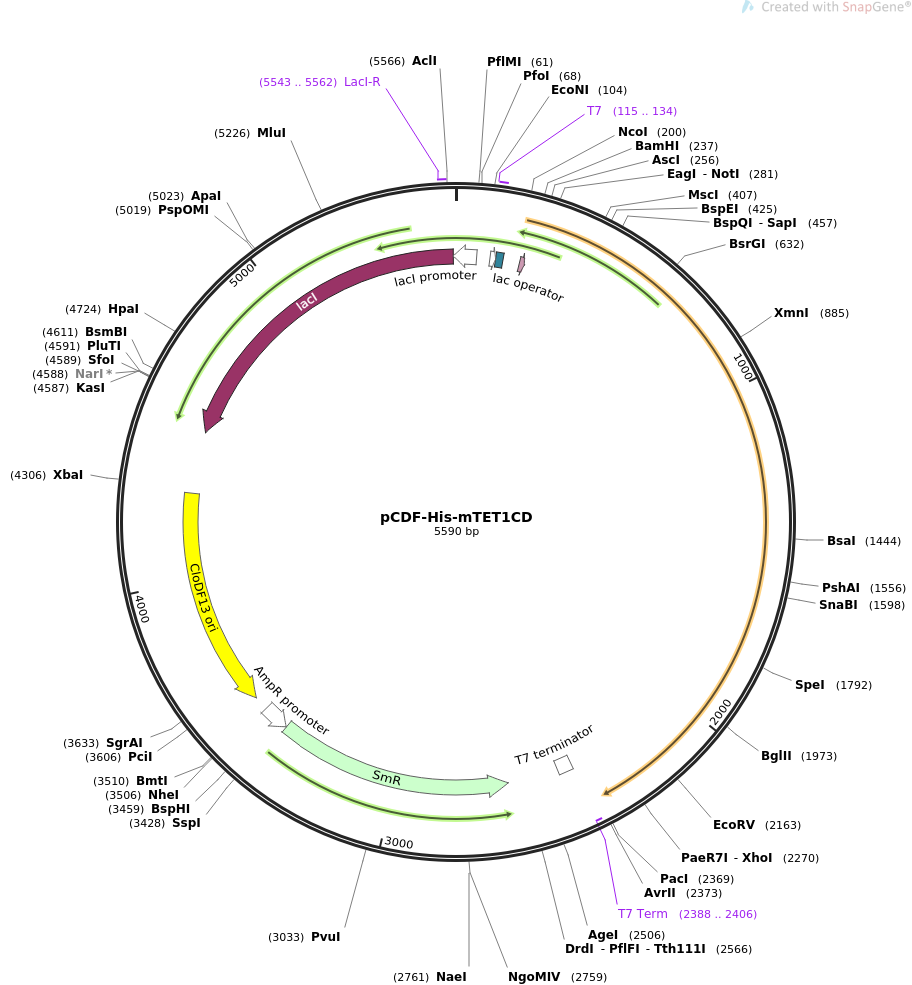 pCDF-His-mTET1CD质粒图谱