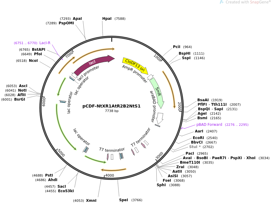 pCDF-NtXR1AtR2B2NtS1载体图谱