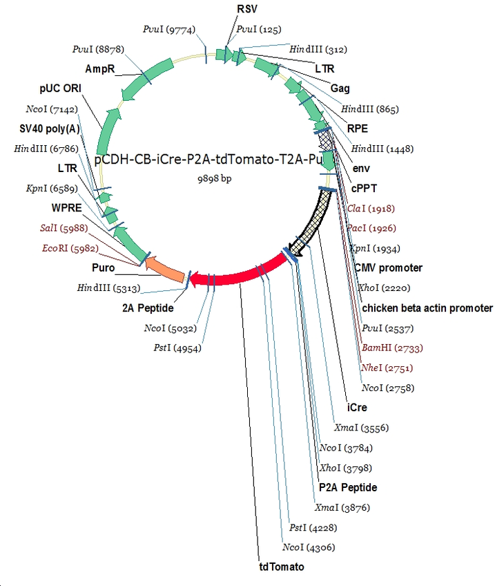 pCDH-CB-iCre-P2A-tdTomato-T2A-Puro载体图谱
