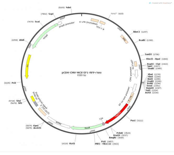 pCDH-CMV-MCS-EF1-RFP+Neo载体载体图谱