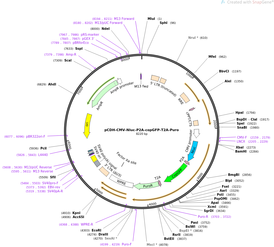 pCDH-CMV-Nluc-P2A-copGFP-T2A-Puro载体图谱