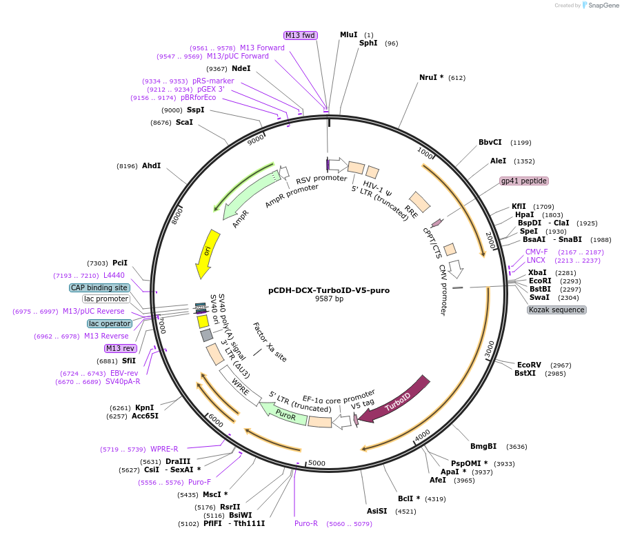 pCDH-DCX-TurboID-V5-puro载体图谱