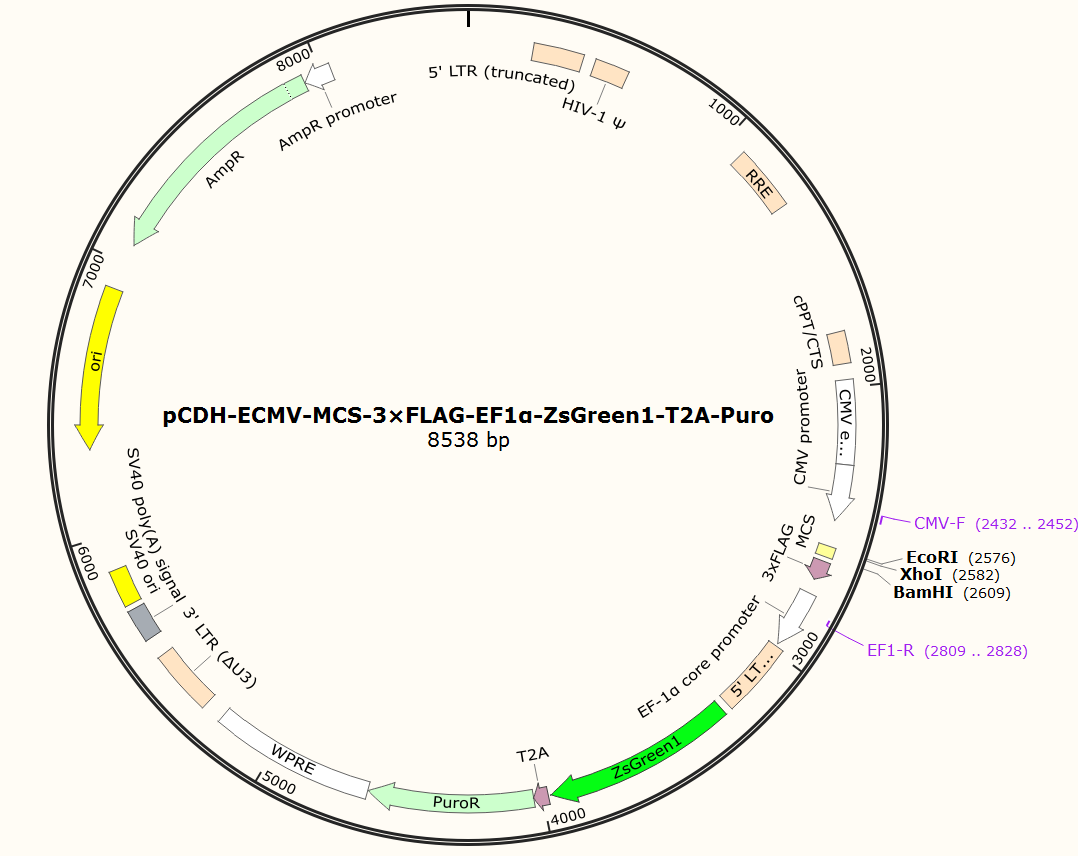 pCDH-ECMV-MCS-3×FLAG-EF1α-ZsGreen1-T2A-Puro载体图谱