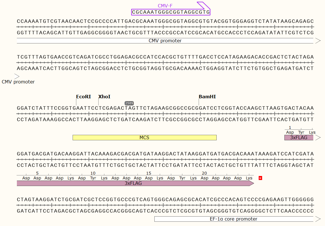 pCDH-ECMV-MCS-3×FLAG-EF1α-ZsGreen1-T2A-Puro载体图谱1