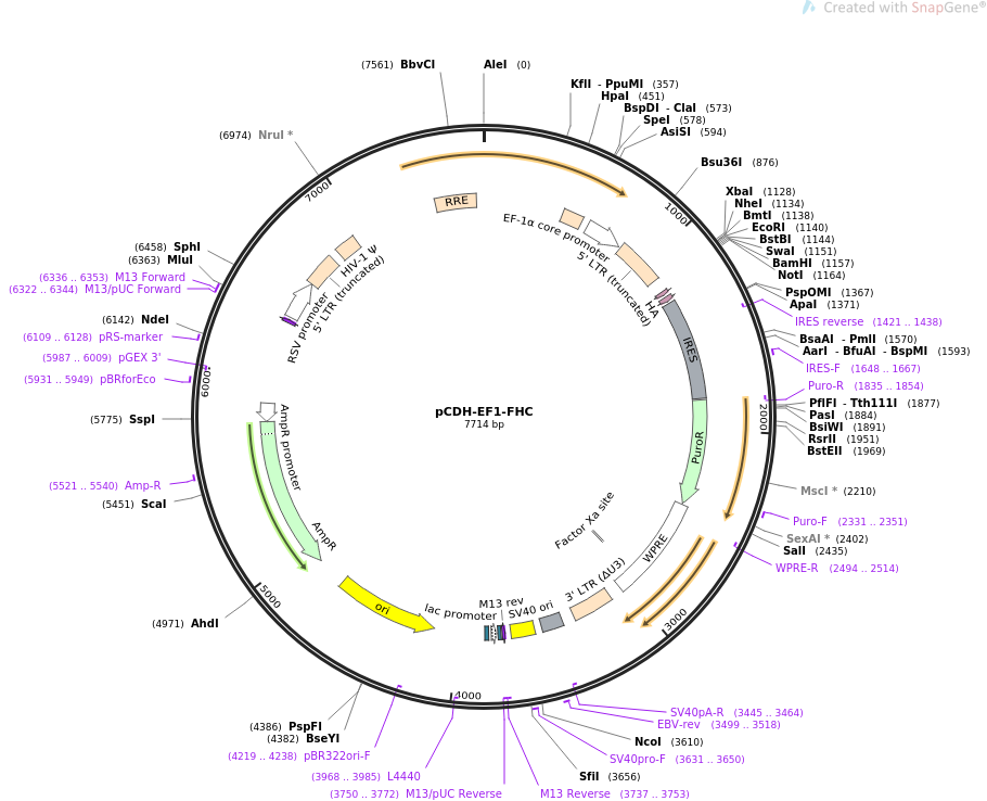 pCDH-EF1-FHC质粒图谱