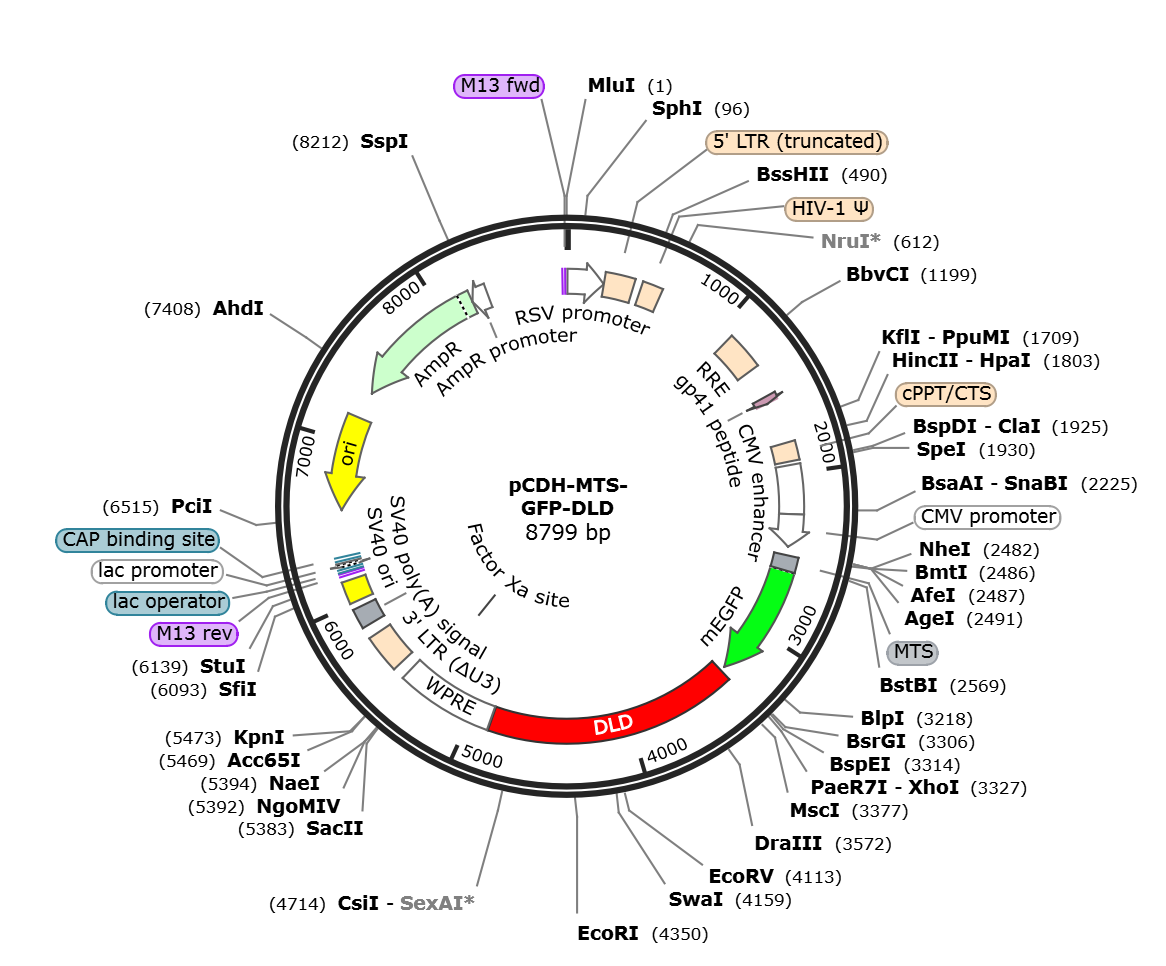 pCDH-MTS-GFP-DLD载体图谱