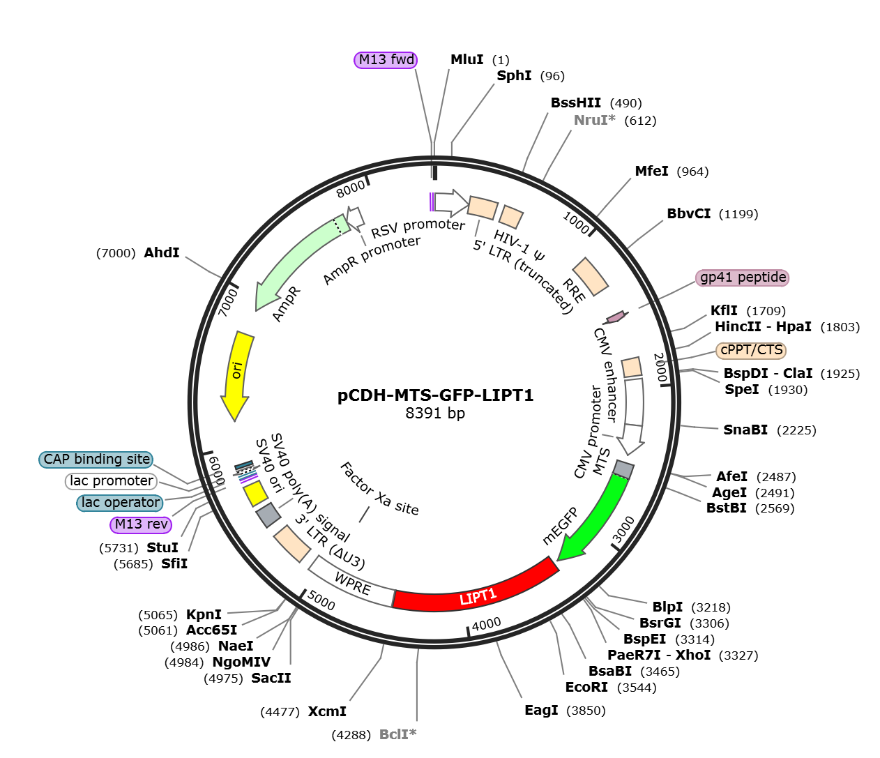 pCDH-MTS-GFP-LIPT1载体图谱