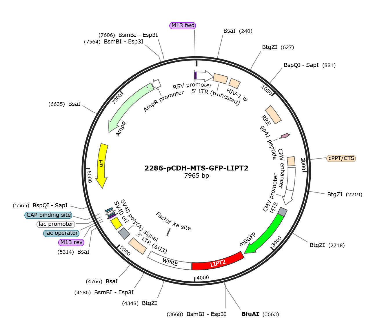 pCDH-MTS-GFP-LIPT2载体图谱