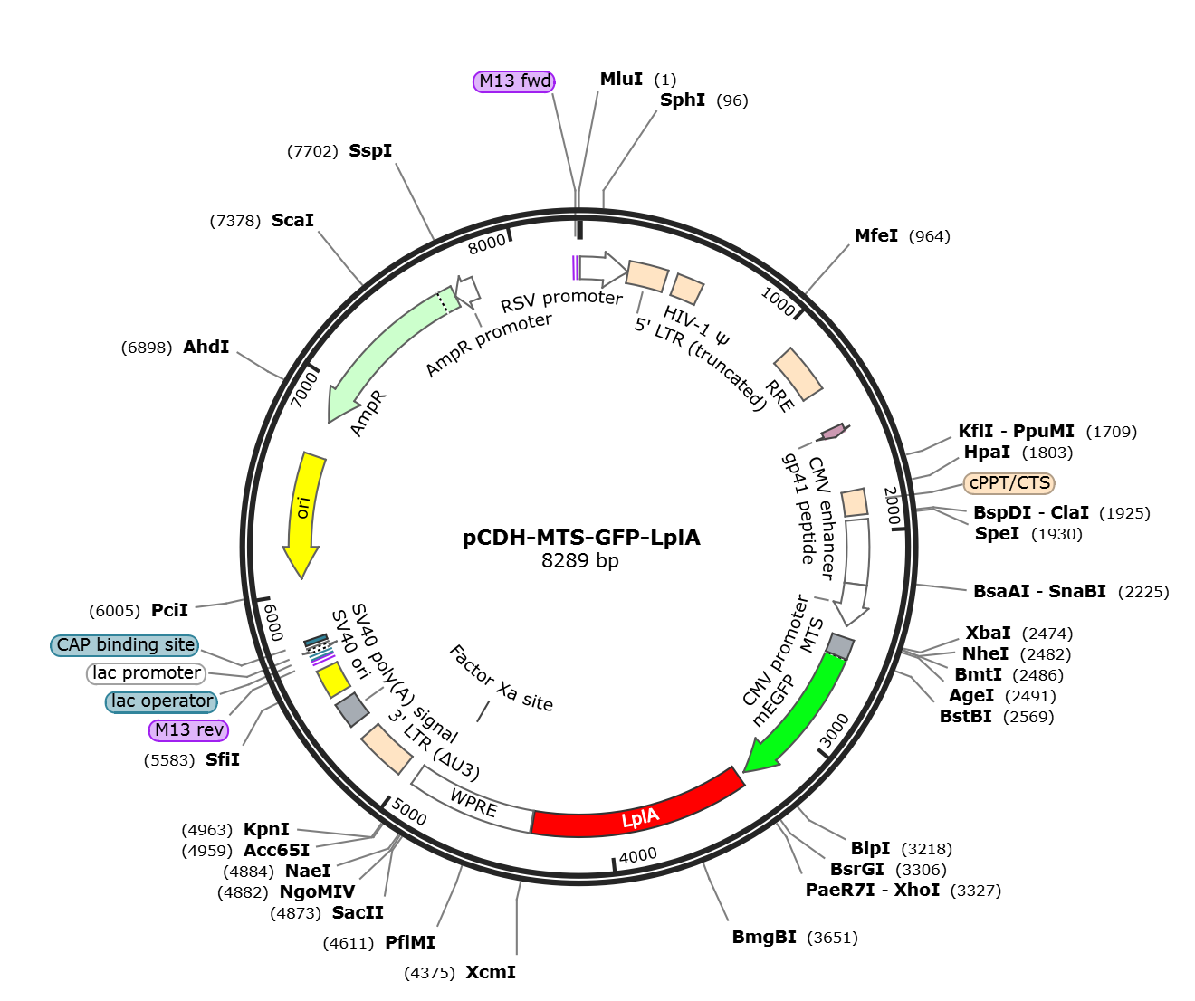 pCDH-MTS-GFP-LplA载体图谱