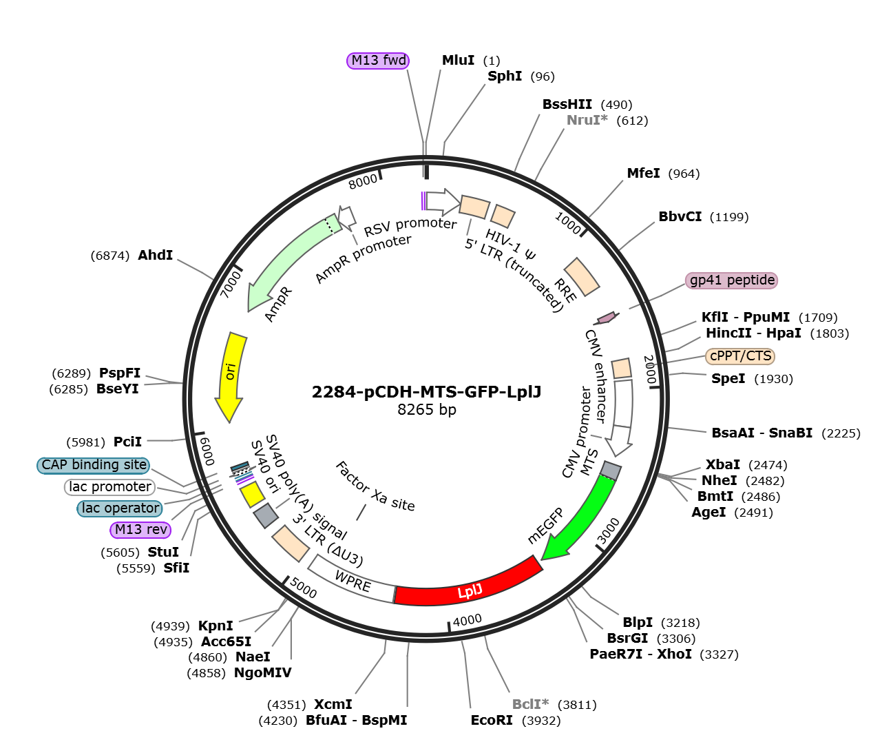 pCDH-MTS-GFP-LplJ载体图谱