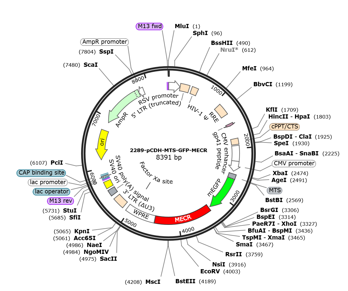pCDH-MTS-GFP-MECR载体图谱