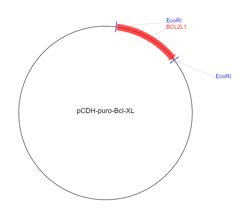 pCDH-puro-Bcl-XL质粒图谱
