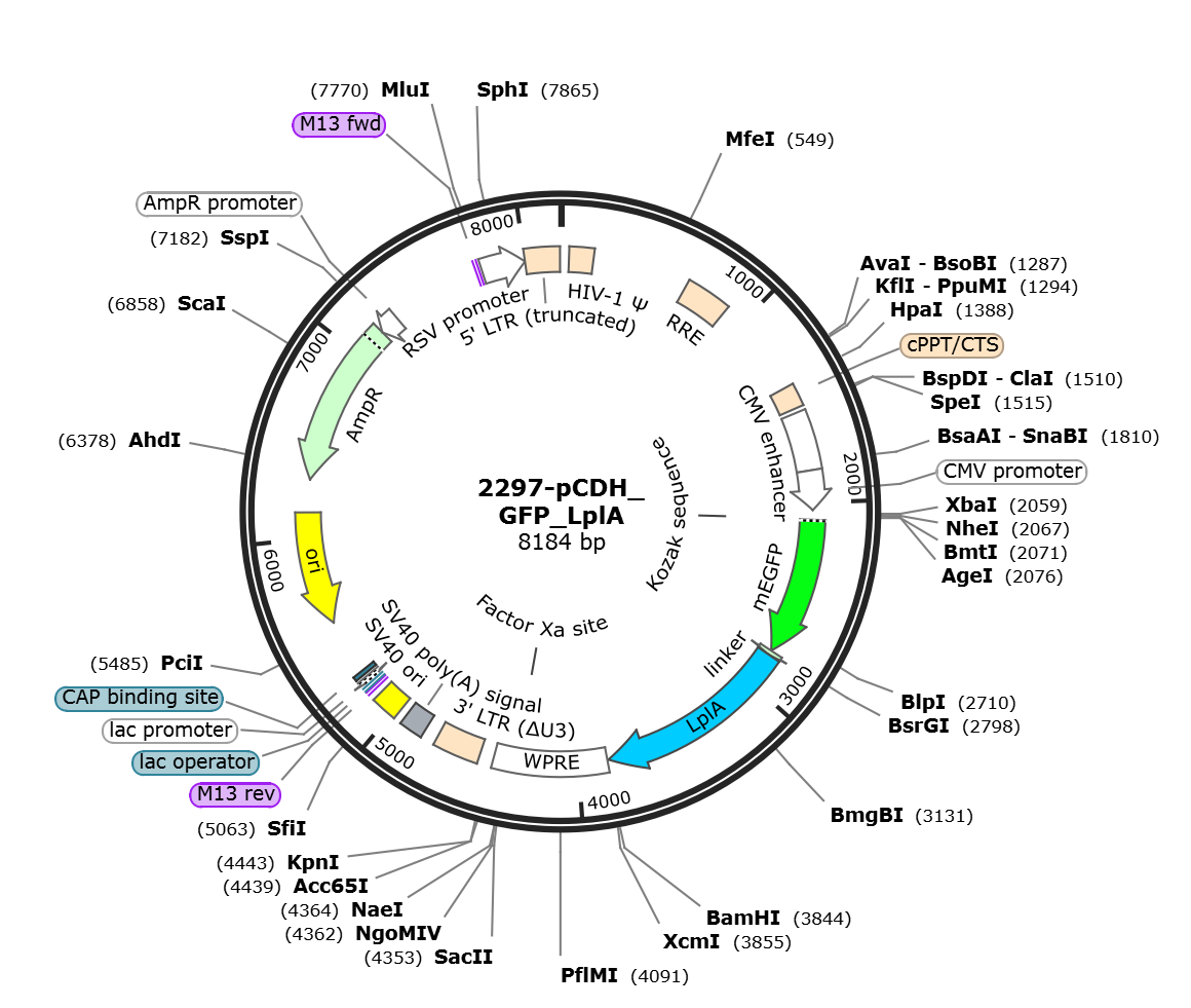 pCDH_GFP_LplA载体图谱