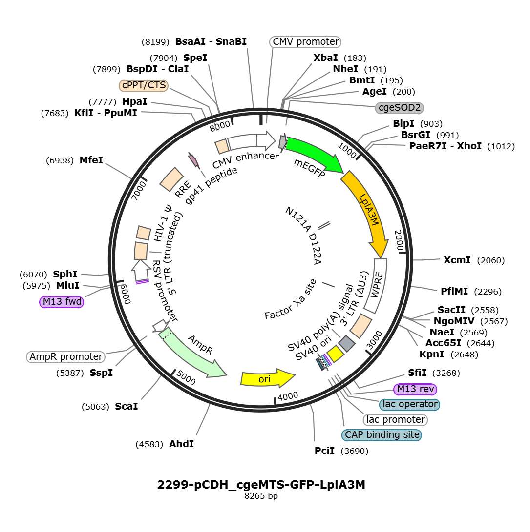 pCDH_cgeMTS-GFP-LplA3M载体图谱