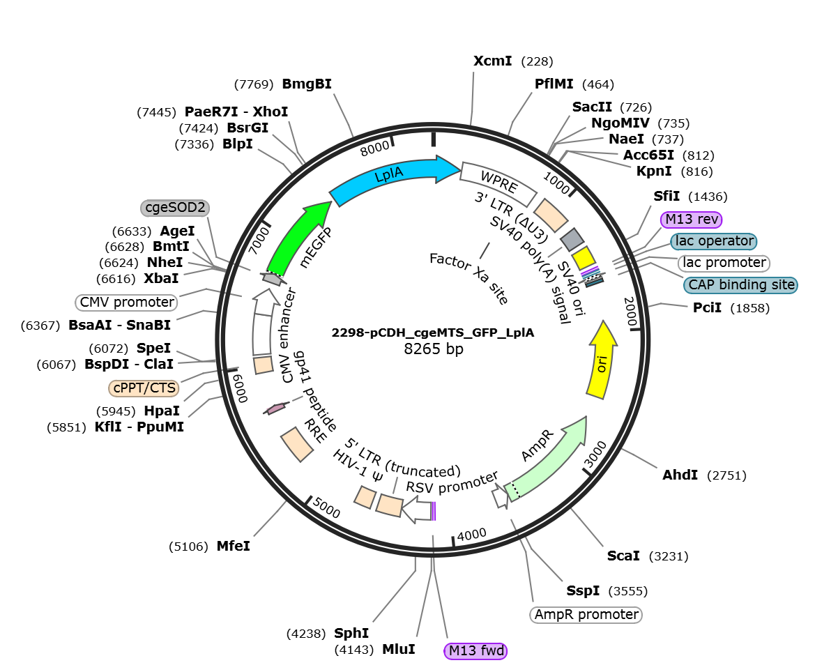 pCDH_cgeMTS_GFP_LplA载体图谱