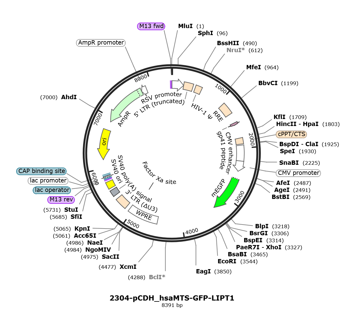 pCDH_hsaMTS-GFP-LIPT1载体图谱