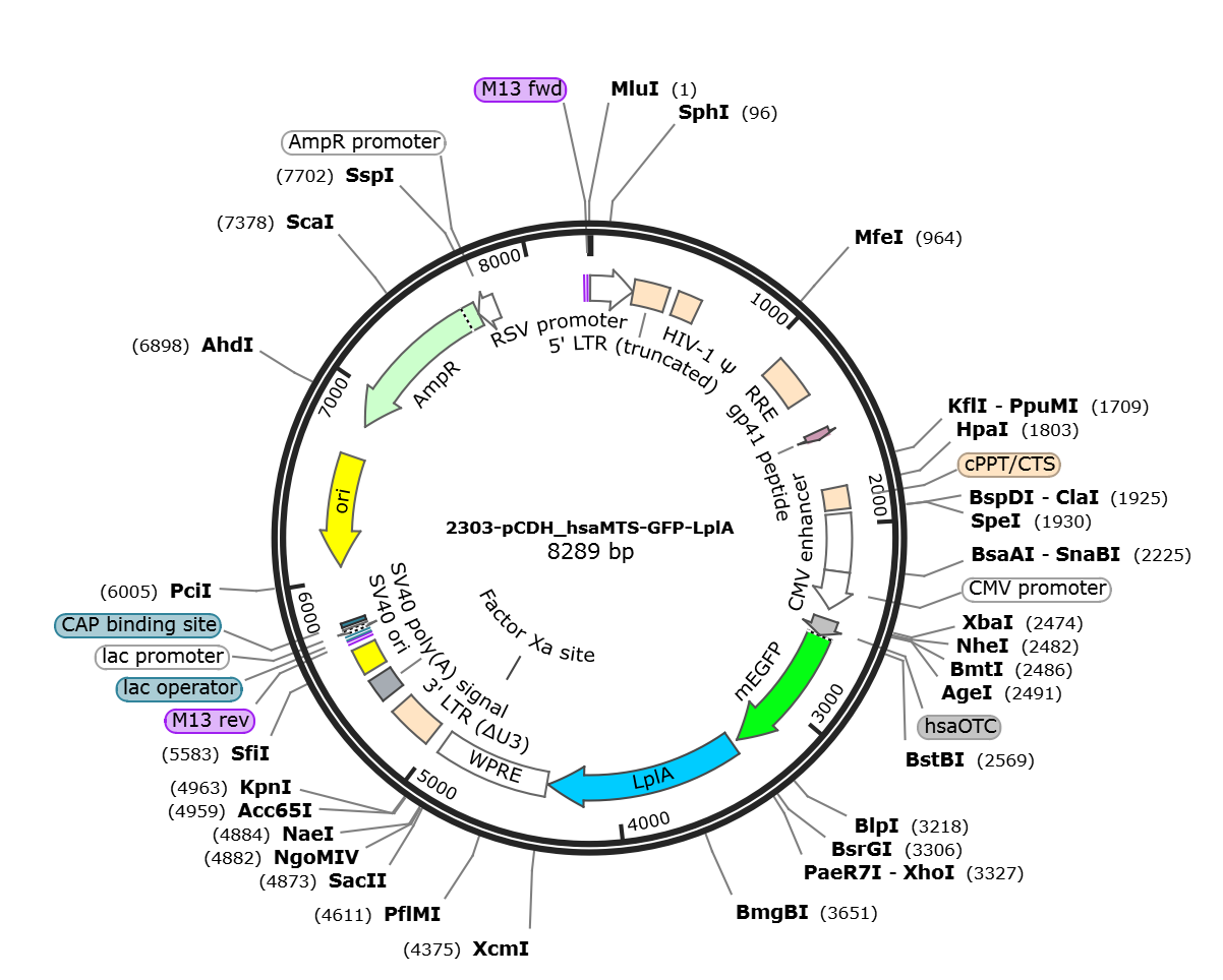 pCDH_hsaMTS-GFP-LplA载体图谱