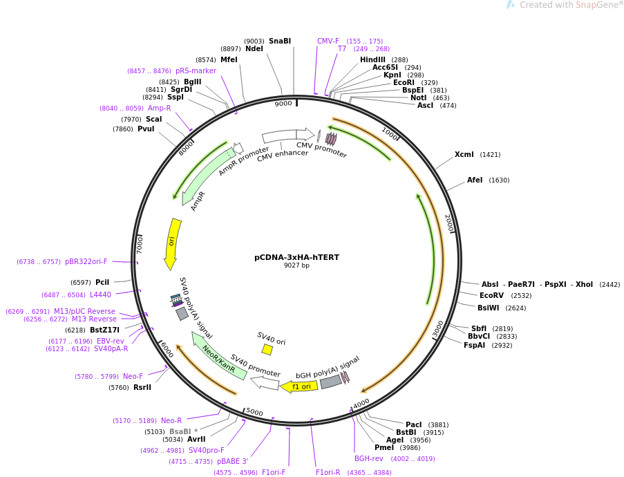 pCDNA-3xHA-hTERT质粒图谱