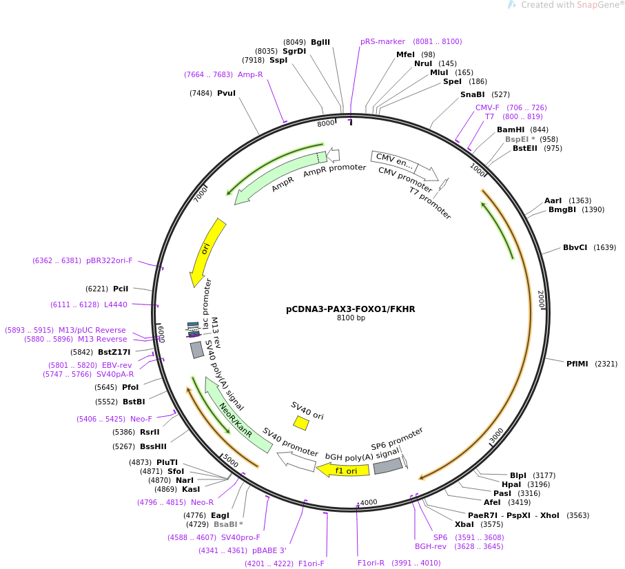 pCDNA3-PAX3-FOXO1FKHR质粒图谱