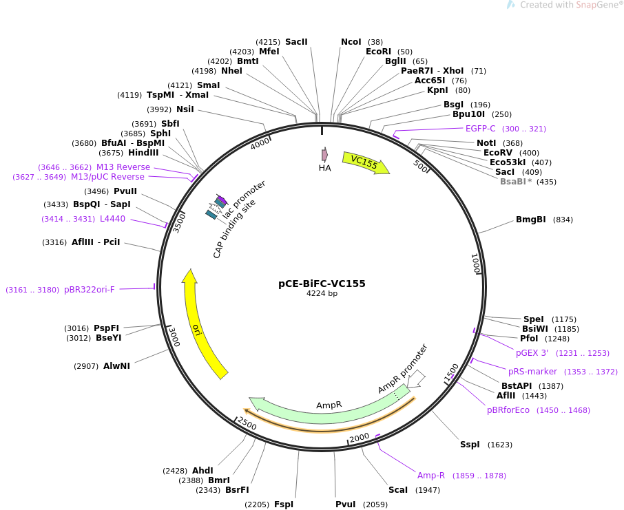 pCE-BiFC-VC155质粒图谱