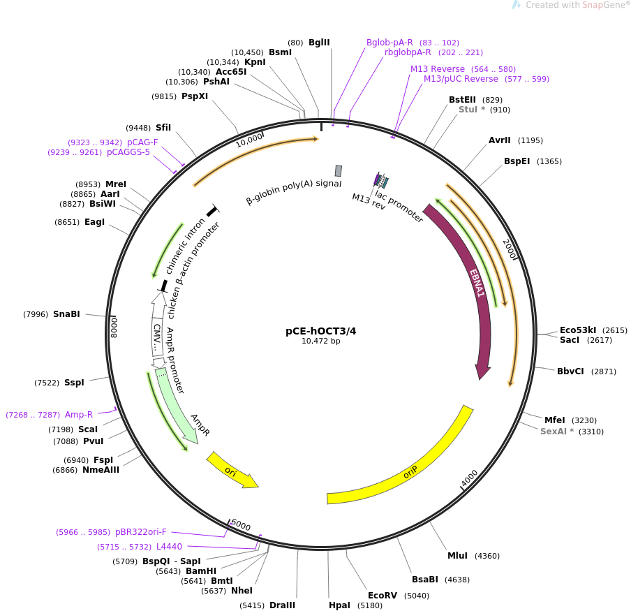 pCE-hOCT34质粒图谱