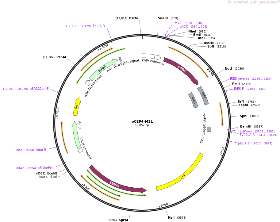pCEP4-M2L质粒图谱