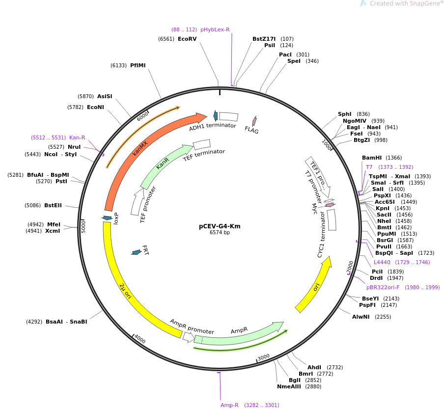 pCEV-G4-Km质粒图谱
