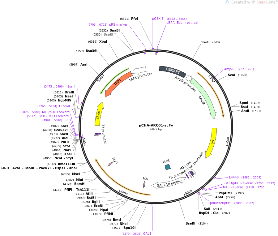 pCHA-VRC01-scFv载体图谱