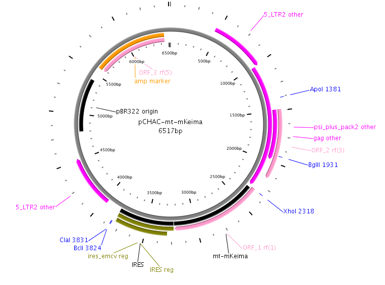 pCHAC-mt-mKeima载体图谱