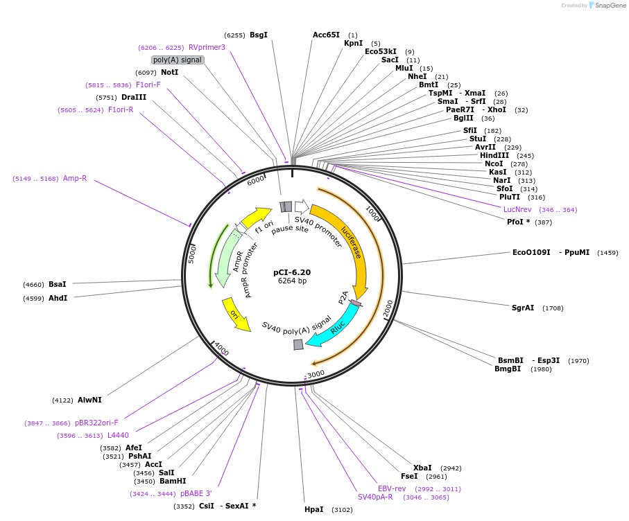 pCI-6.20载体图谱