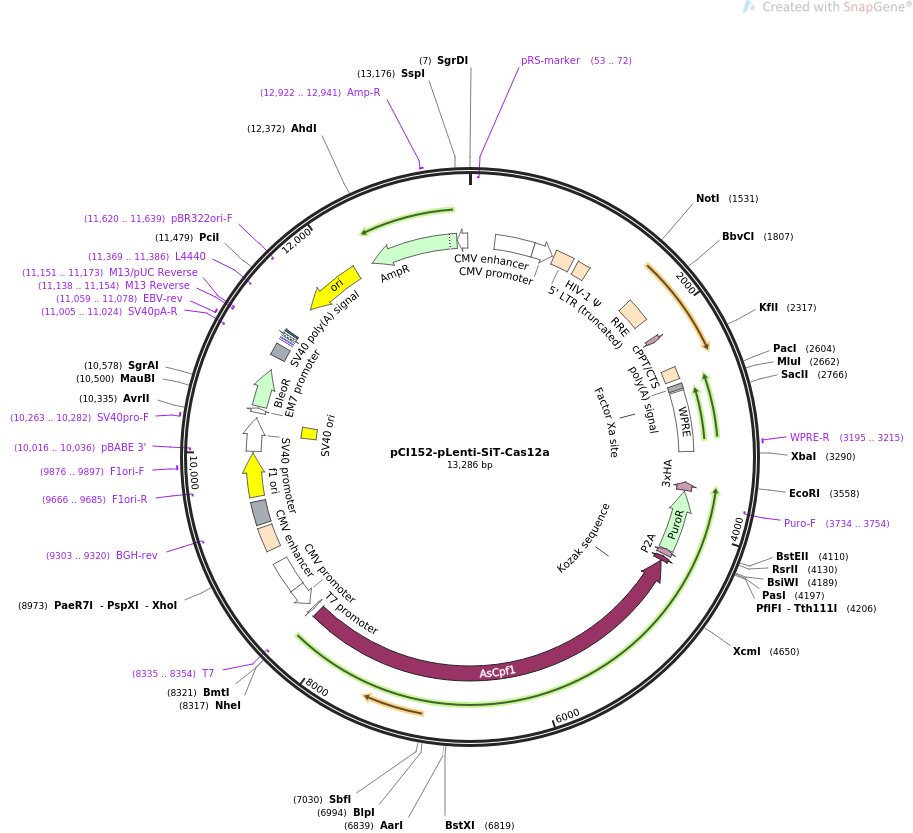 pCI152-pLenti-SiT-Cas12a质粒图谱