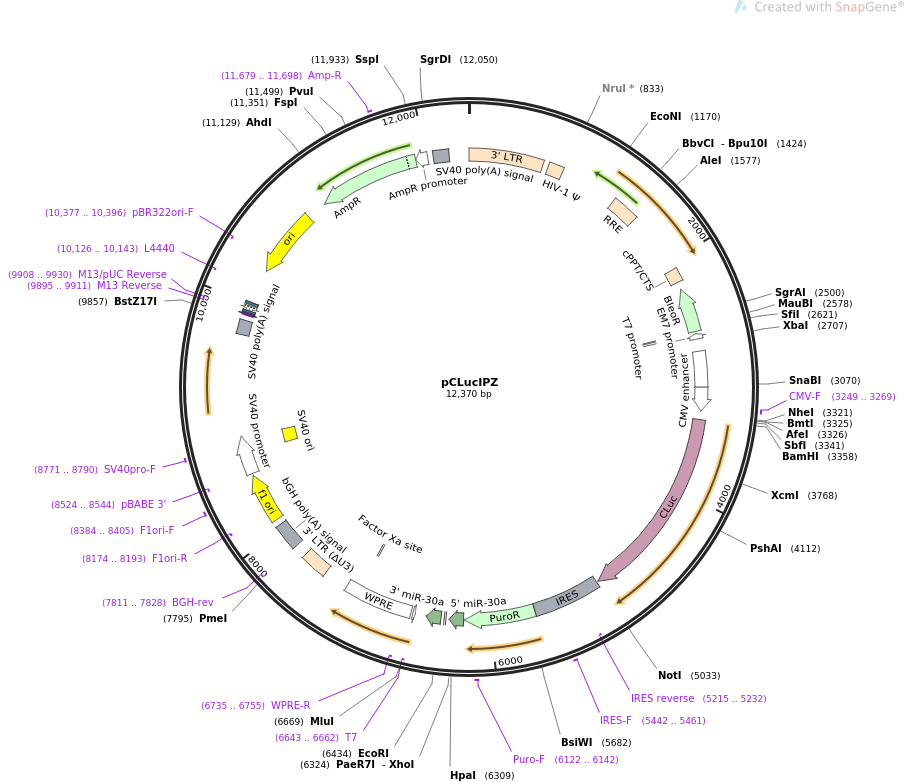 pCLucIPZ质粒图谱