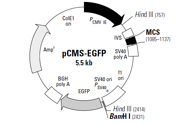 pCMS-EGFP载体图谱