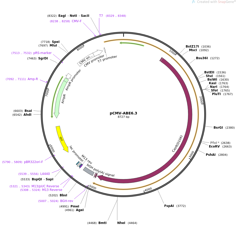 pCMV-ABE6.3质粒图谱