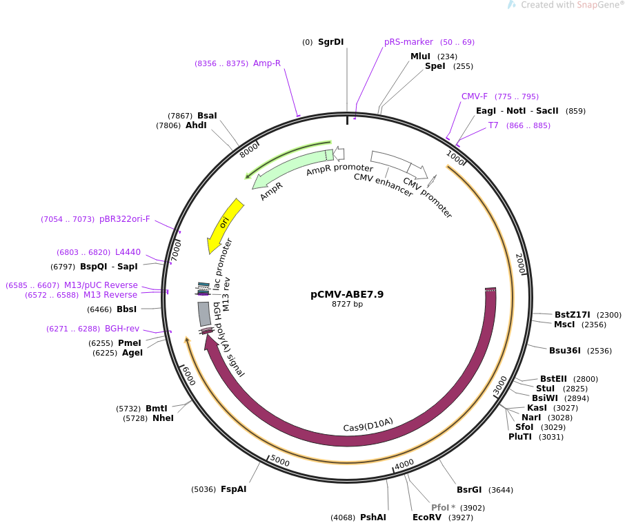 pCMV-ABE7.9质粒图谱