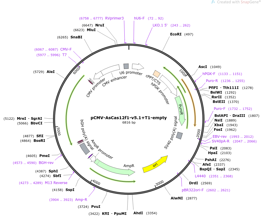 pCMV-AsCas12f1-v5.1+T1-empty载体图谱