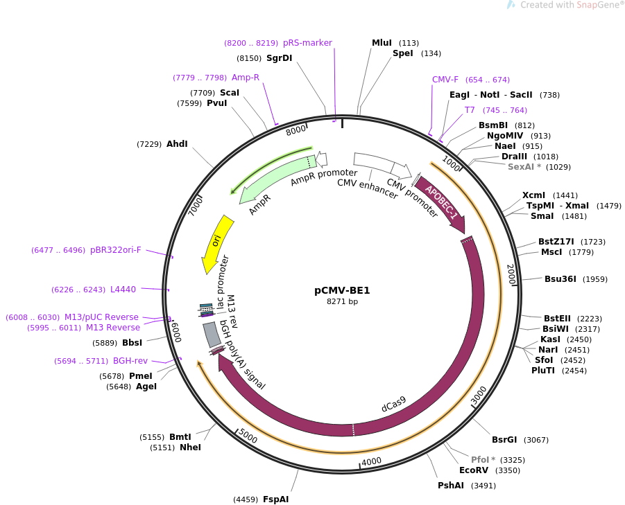 pCMV-BE1质粒图谱