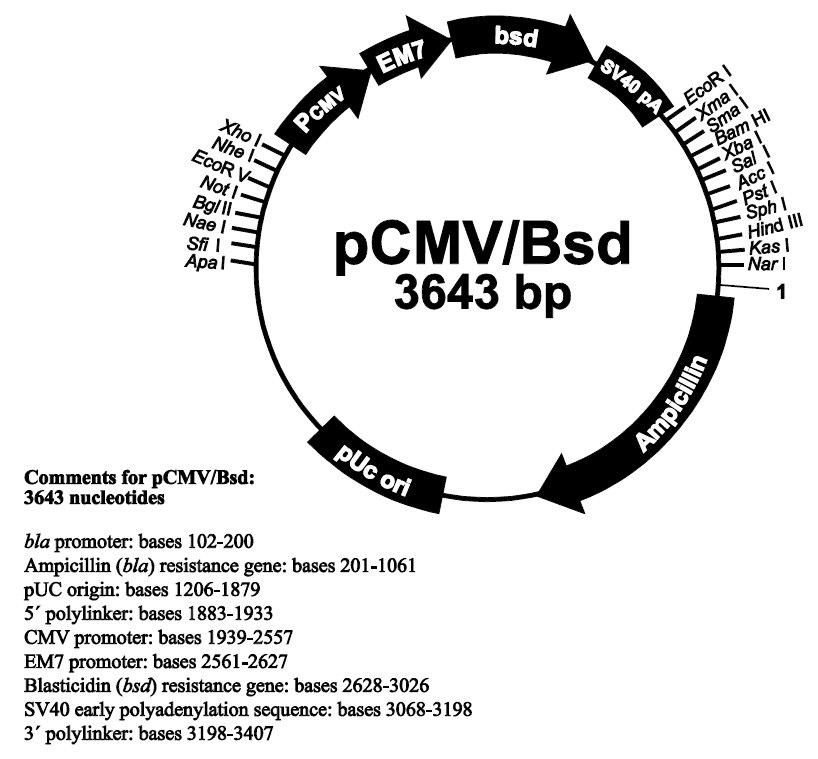 pCMV-Bsd载体图谱