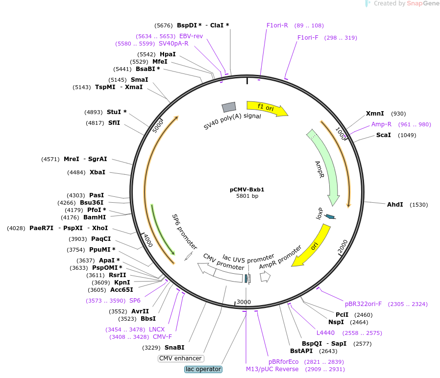 pCMV-Bxb1载体图谱
