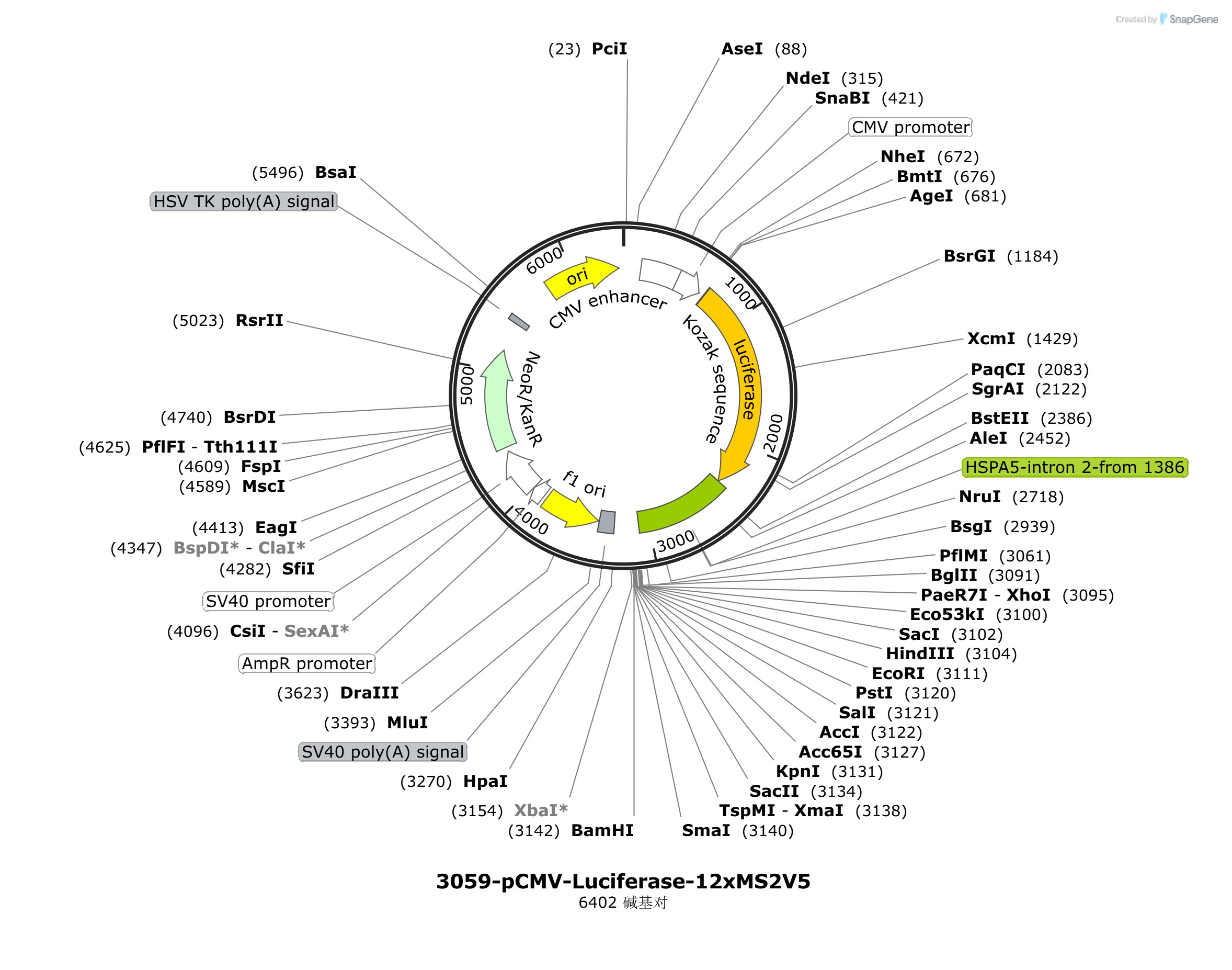pCMV-Luciferase-12xMS2载体图谱