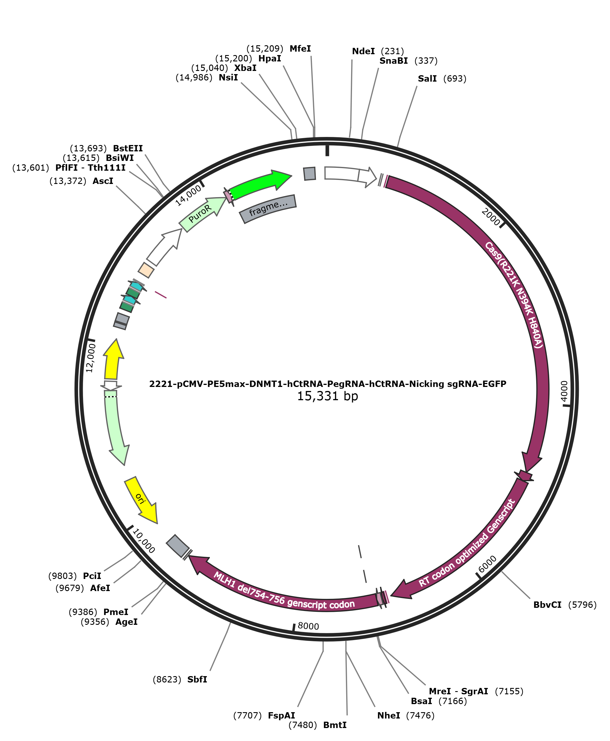 pCMV-PE5max-DNMT1载体图谱.png