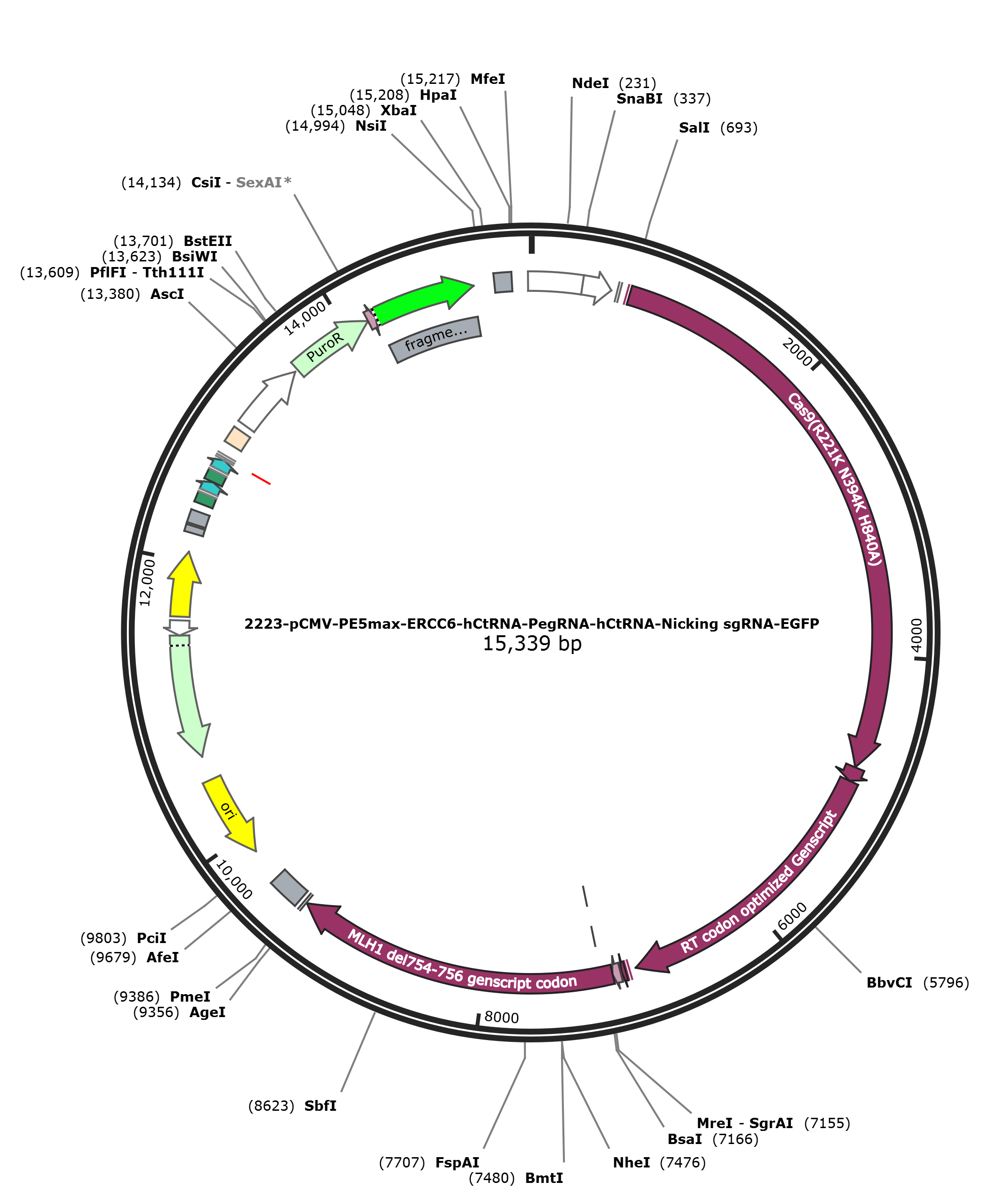 pCMV-PE5max-ERCC6-hCtRNA载体图谱.png