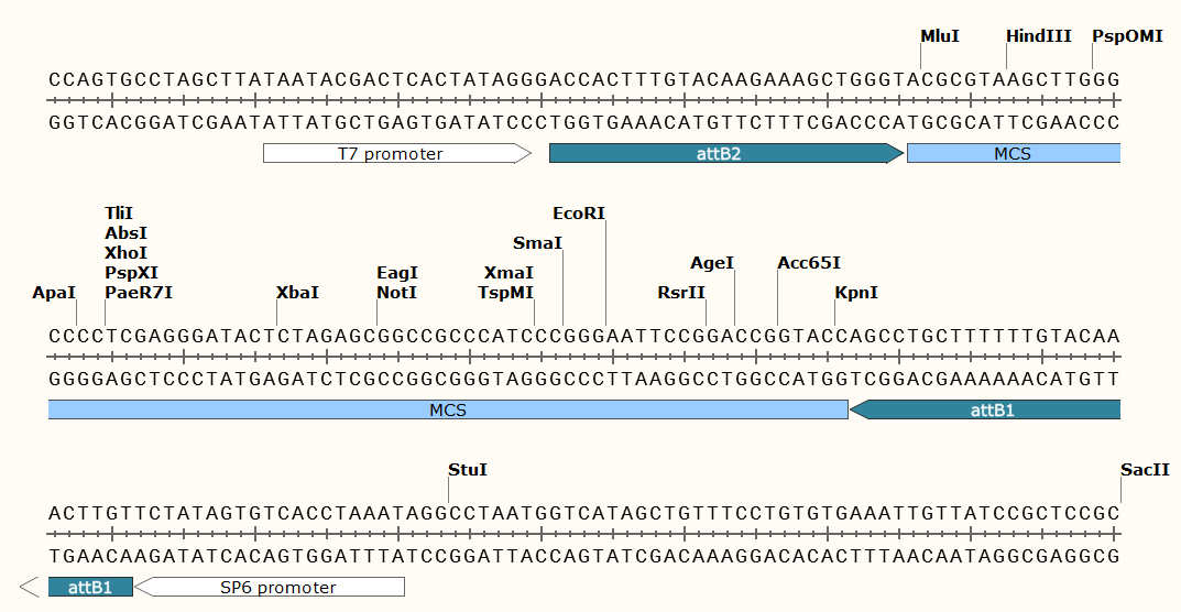 pCMV-SPORT6.1多克隆位点 点击看大图 pCMV-SPORT6.1多克隆位点
