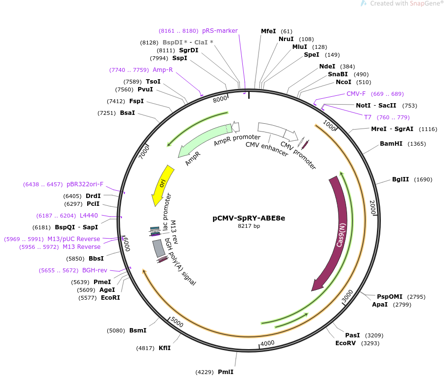 pCMV-SpRY-ABE8e载体图谱