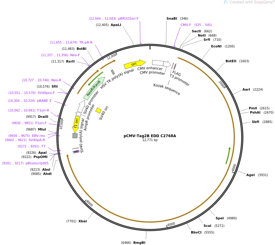 pCMV-Tag2B EDD C2768A