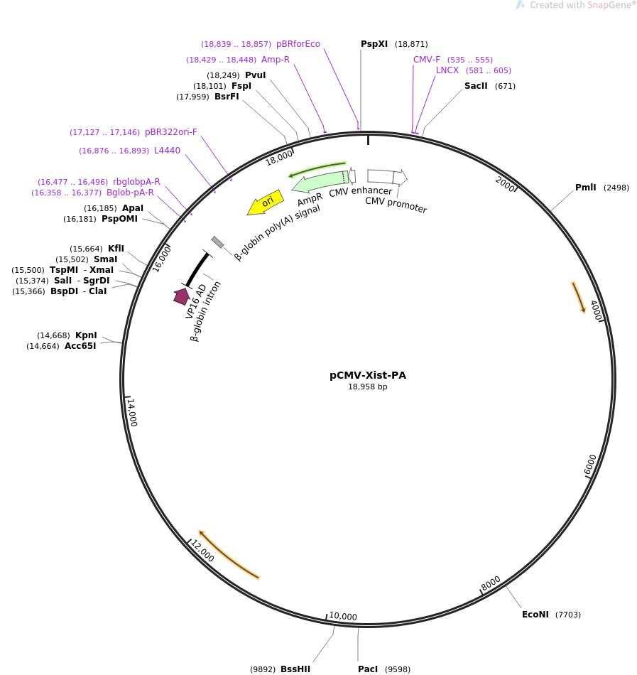 pCMV-Xist-PA质粒图谱