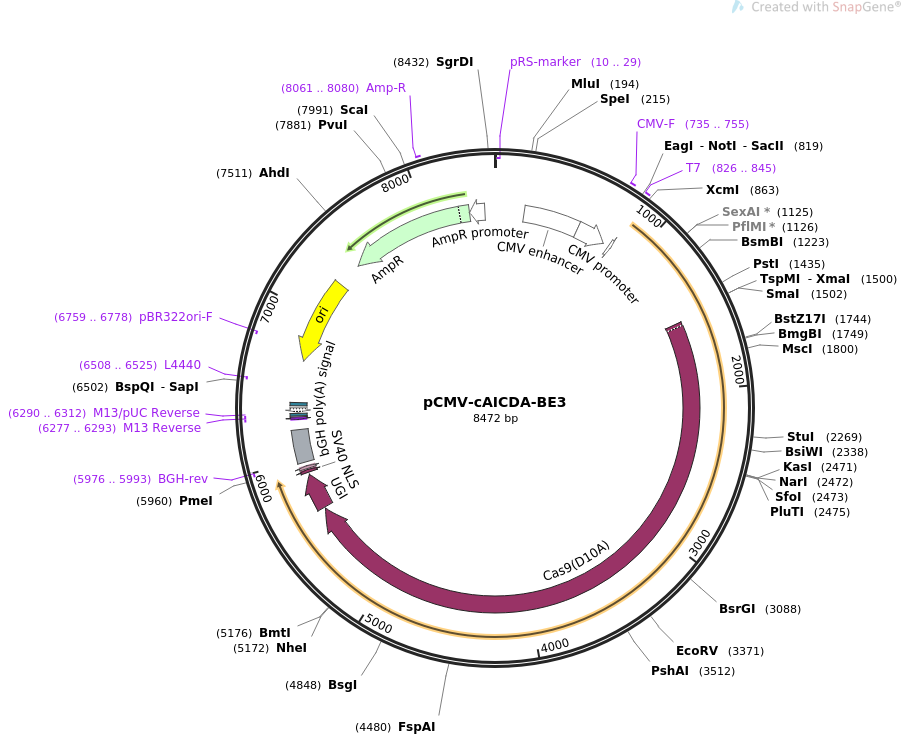 pCMV-cAICDA-BE3载体图谱