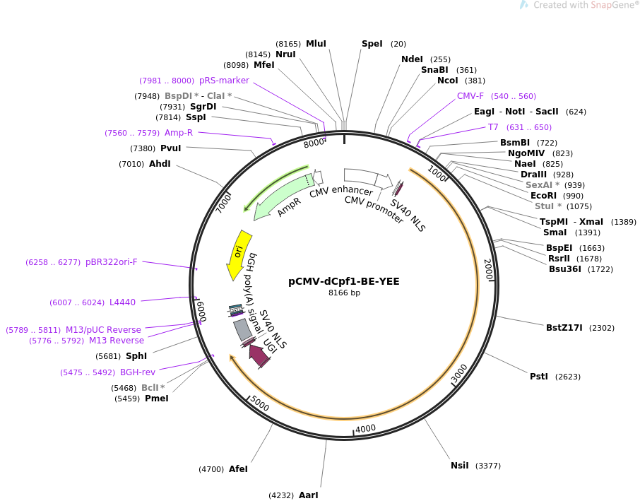 pCMV-dCpf1-BE-YEE载体图谱