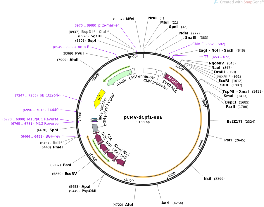 pCMV-dCpf1-eBE载体图谱